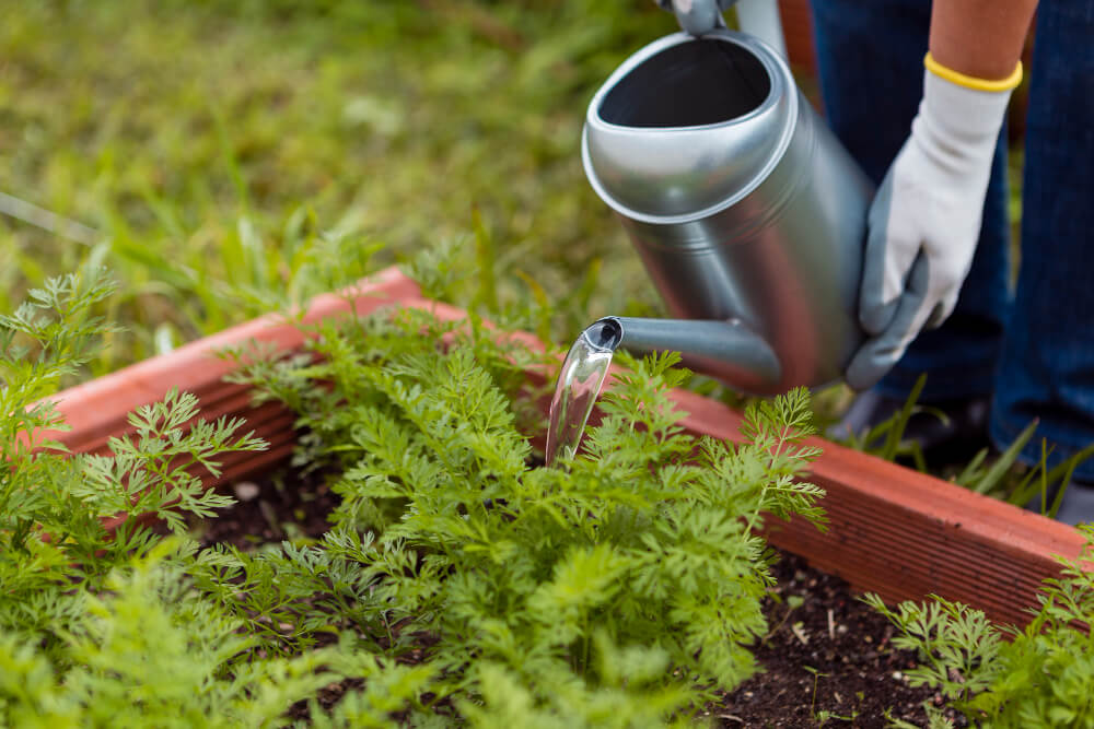 garden bed maintenance