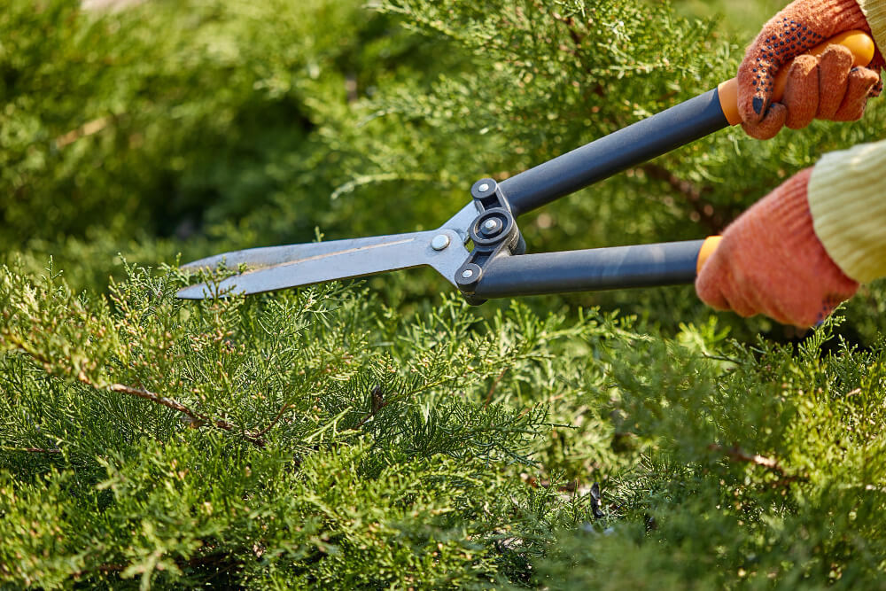 hedge shrub trimming